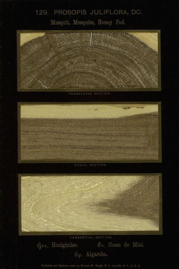 Vintage botanical illustration of Prosopis juliflora (Mesquite, Honey Pod) with three cross-sectional views.