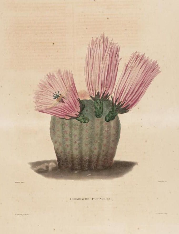 Vintage botanical illustration of a pink flowering cactus.