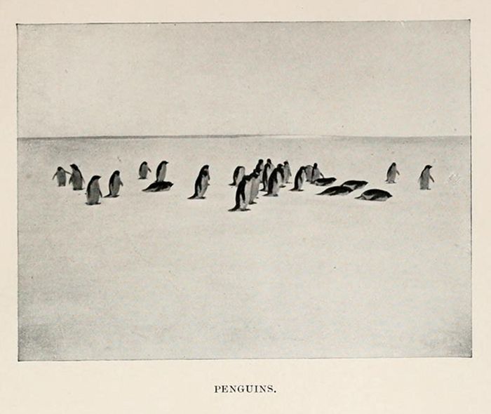 Vintage illustration of a line of penguins walking across a snowy landscape.
