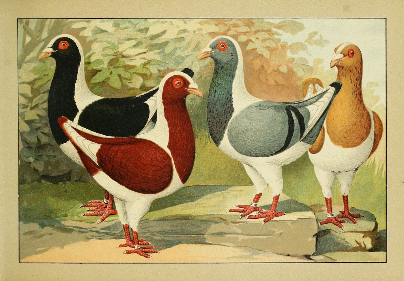 Vintage illustration of four pigeons with different color patterns standing on the ground.