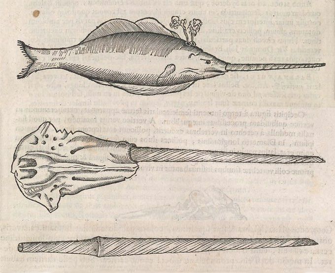Vintage illustration of a fish with an elongated snout, presented in three separate anatomical drawings.