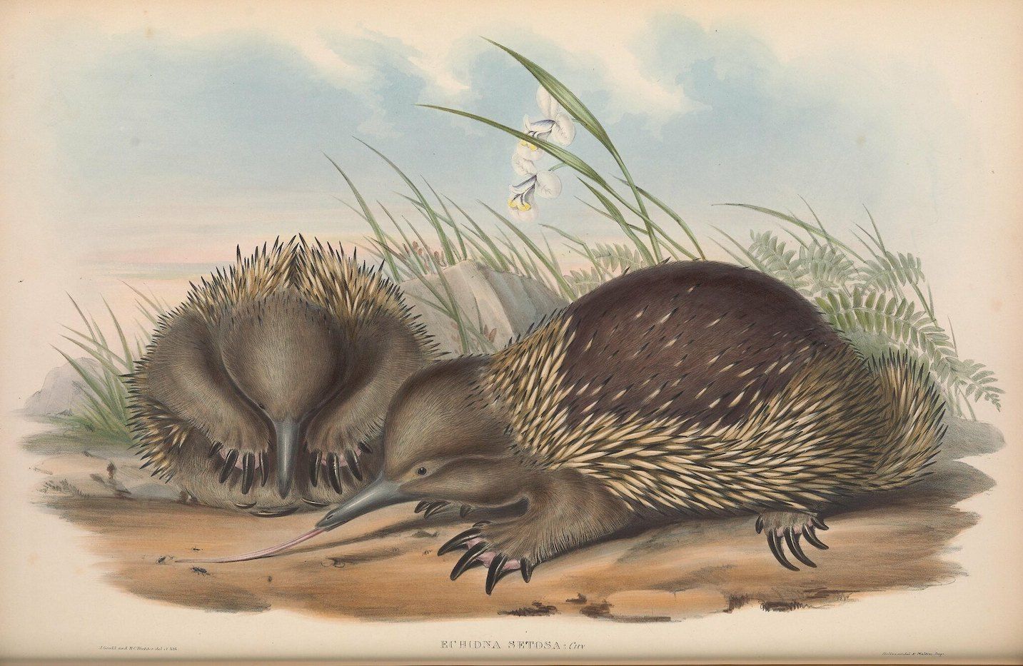 A vintage lithograph of an echidna curled up in a field of grass and flowers.