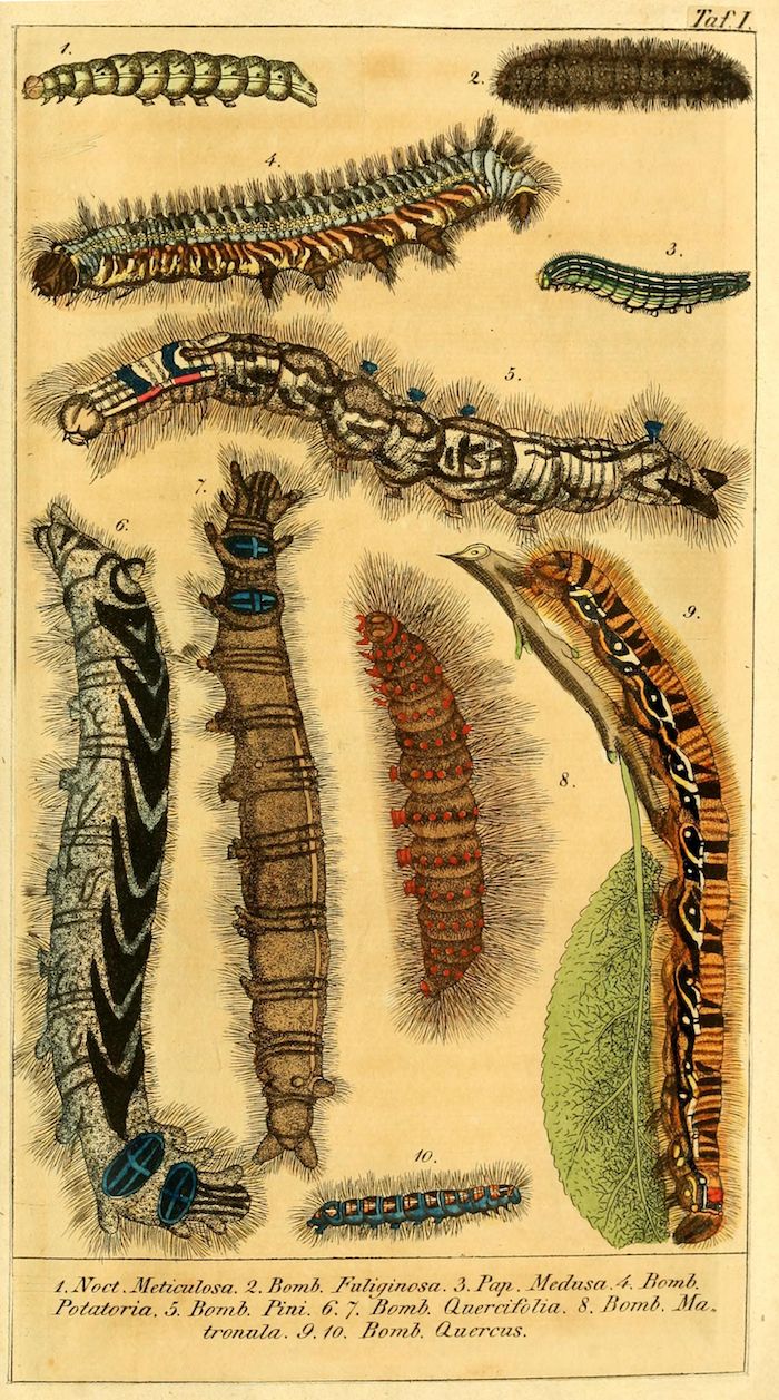 A vintage botanical illustration featuring ten different caterpillars, each labeled with its scientific name.