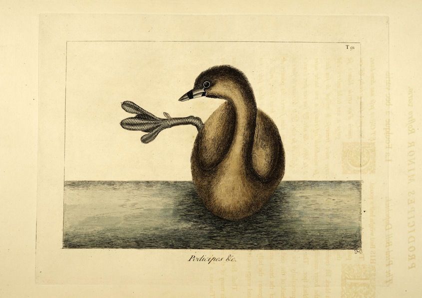 Vintage illustration of a dark brown bird in water, labeled 'Podiceps Ki.'.