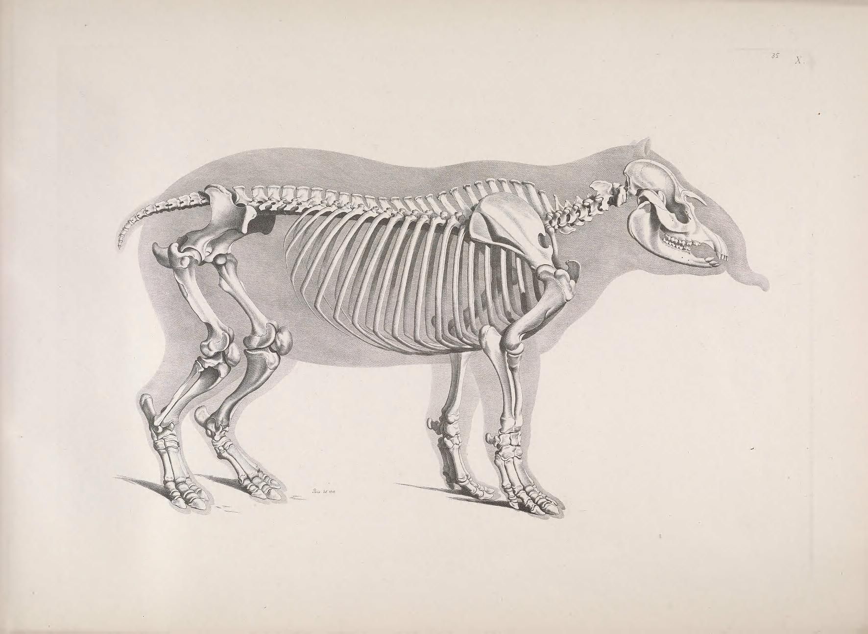 A detailed anatomical drawing of a horse skeleton in a side view, showcasing the complete skeletal structure from the skull down to the feet.
