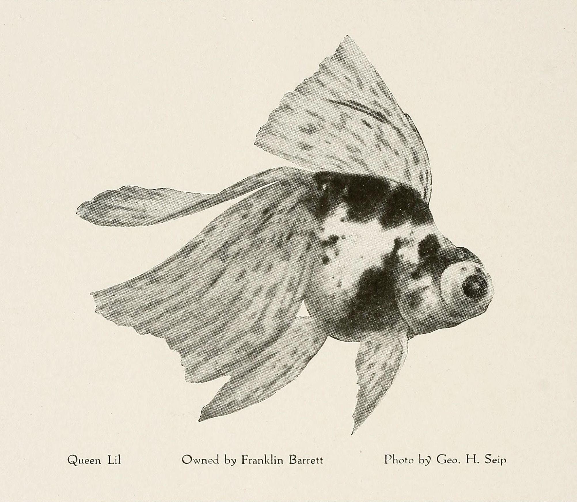 A vintage drawing of a betta fish named Queen Lil, owned by Franklin Barrett and photographed by Geo. H. Seip.