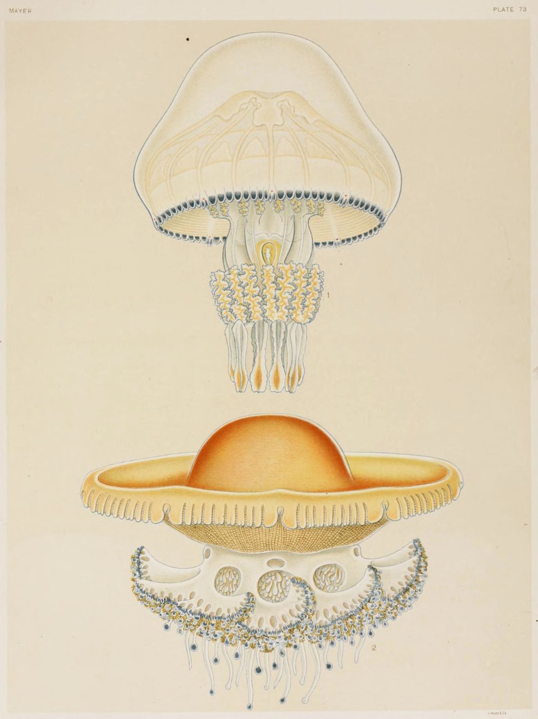 Vintage scientific illustration of a jellyfish, showcasing its anatomy with detailed drawings of its bell, internal organs, and tentacles.