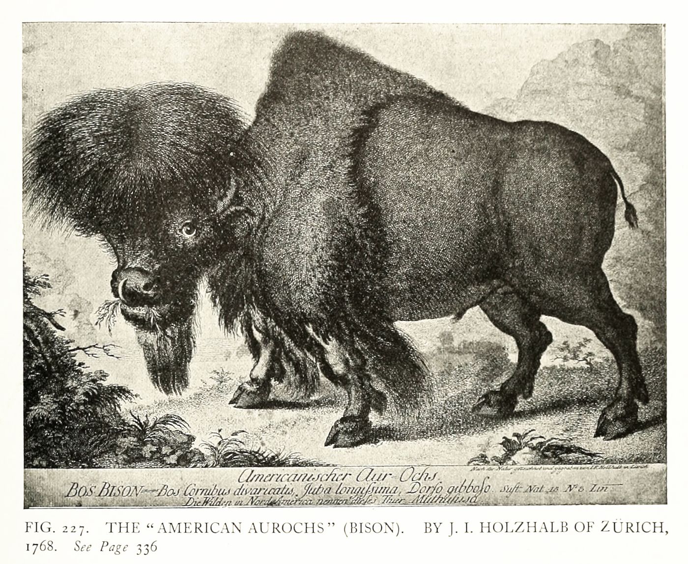 Vintage illustration of an American bison standing in a grassy field.