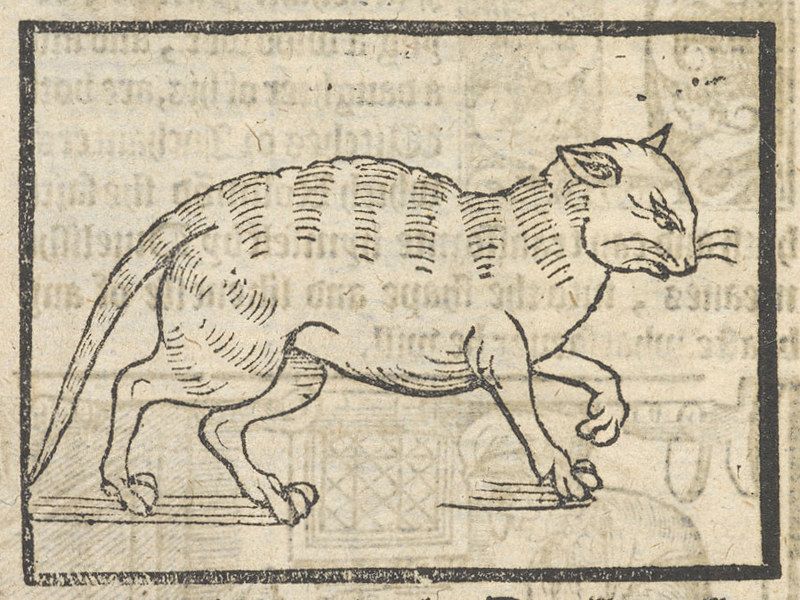 Vintage woodcut illustration of a cat walking.