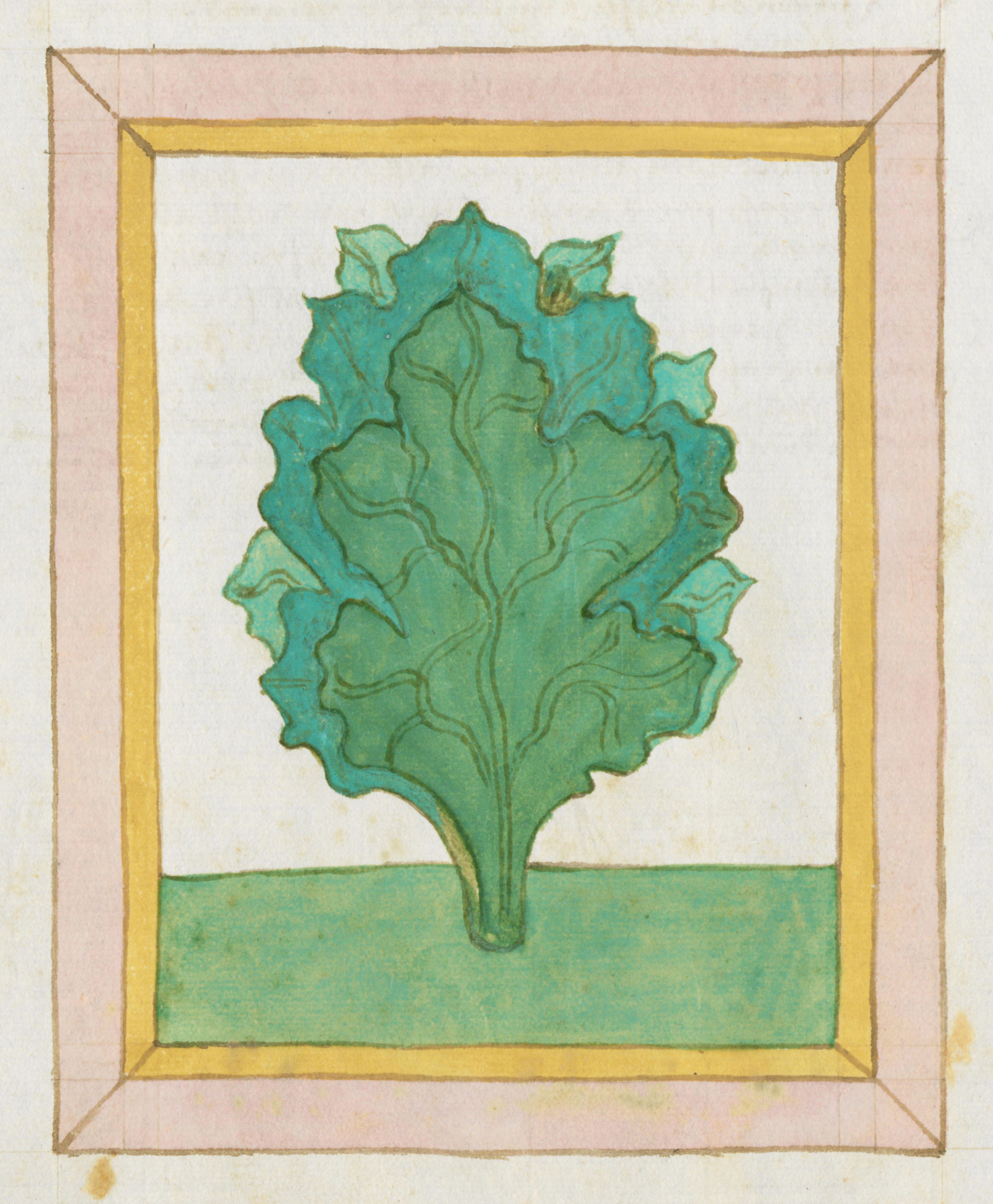Medieval illustration of a leafy green plant within a decorative frame.