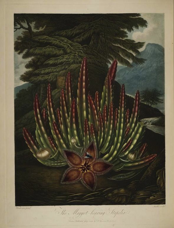 Vintage botanical illustration of a unique plant with a large, dark reddish-brown spathe and numerous cylindrical flower structures, set against a mountainous landscape.