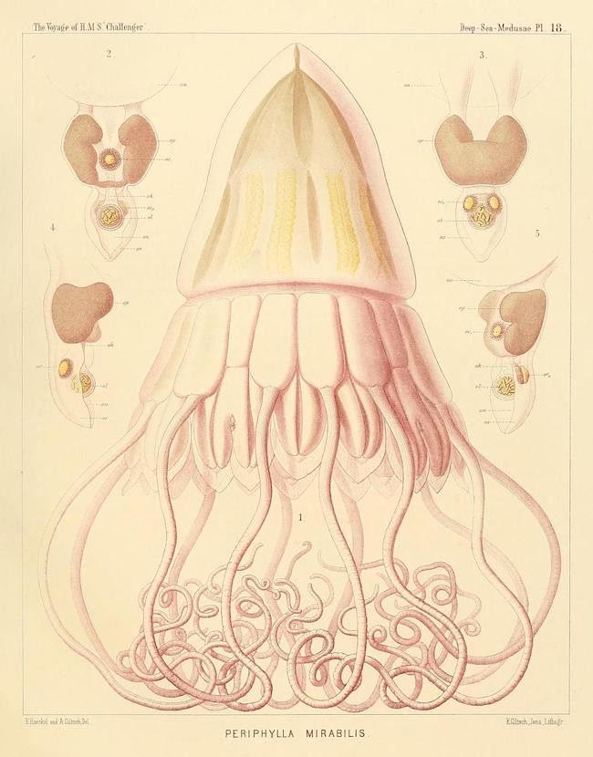 Vintage scientific illustration of a jellyfish, *Periphyla mirabilis*, with detailed diagrams of its internal structure.