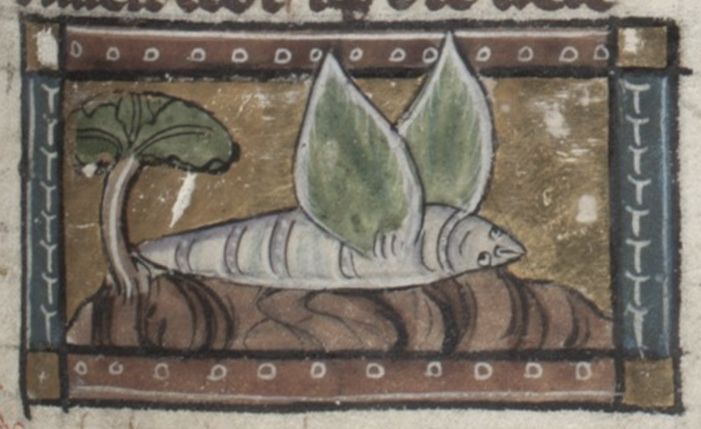 Medieval manuscript illustration of a root vegetable with green leaves growing out of brown soil, framed by a decorative border.
