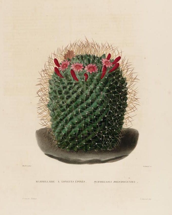 Vintage botanical illustration of a Mammillaria dolichocephala cactus with pink flowers.