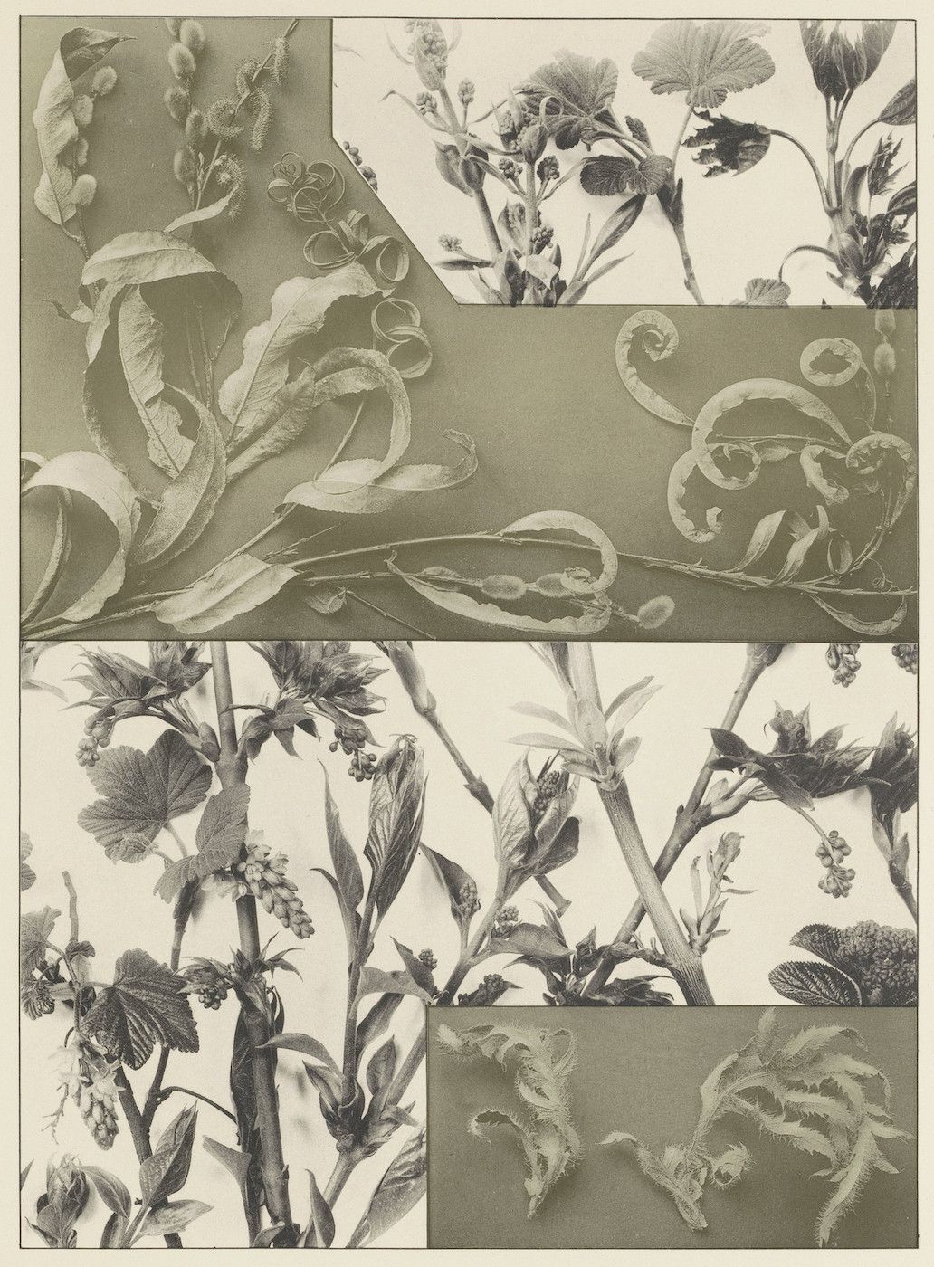 A vintage-style botanical illustration presented as a collage of detailed plant studies in muted shades of olive green, beige, and sepia.