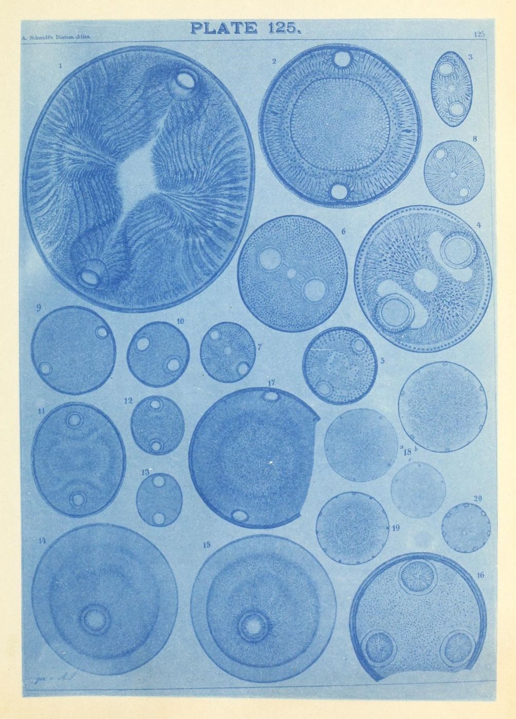 A cyanotype plate from a scientific atlas, labeled 'Plate 125' and 'A. Schmidt's Diagram Atlas', featuring 20 numbered circular diagrams of microscopic organisms or cellular structures.
