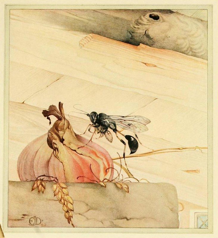 Vintage illustration of a bee inspecting an onion in a field.