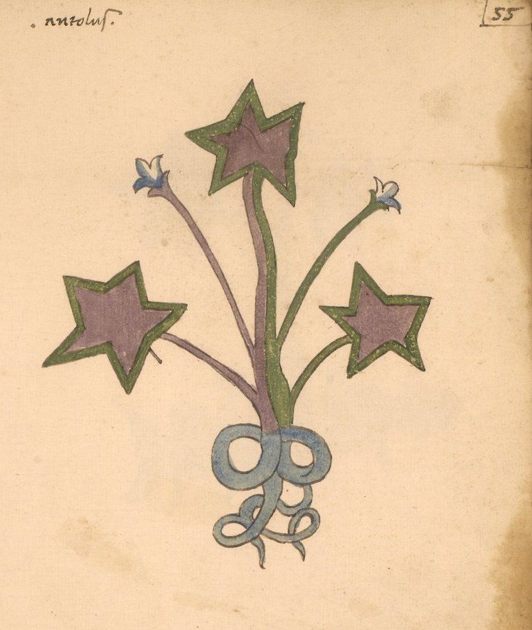 A vintage botanical illustration of a plant with star-shaped flowers on aged paper.
