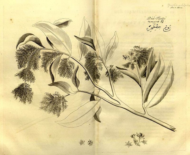 Vintage botanical illustration of a plant with leaves and flowers on aged paper with handwritten text.