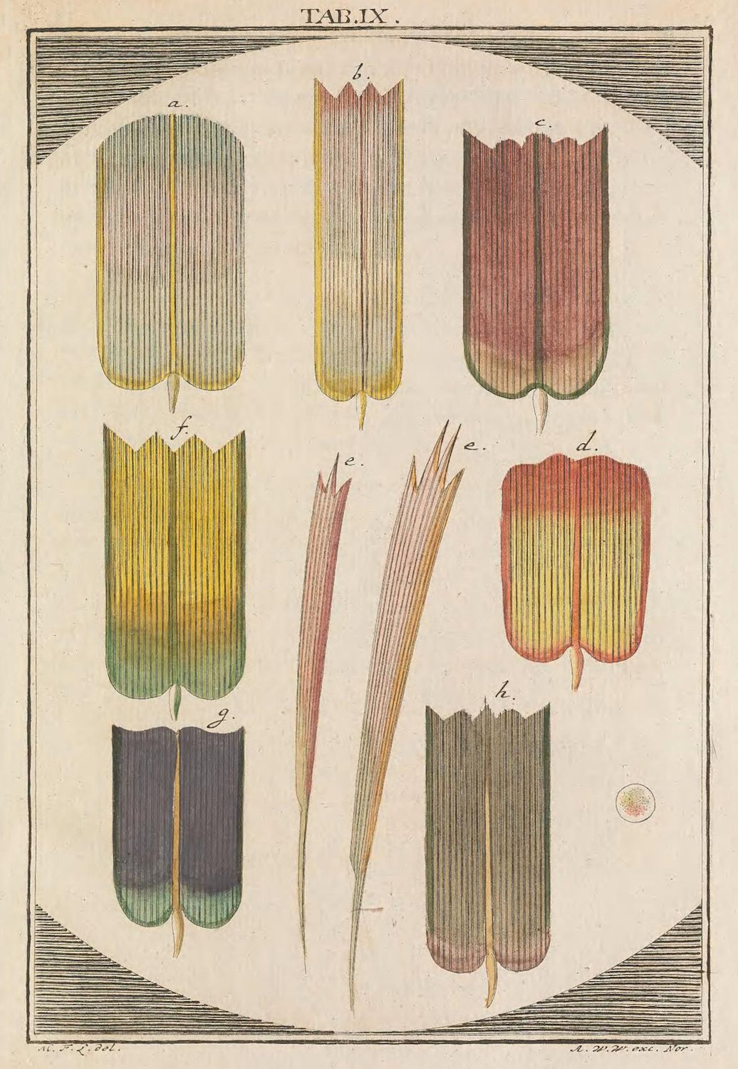 Vintage botanical illustration of nine leaves labeled a through h, varying in color and shape.