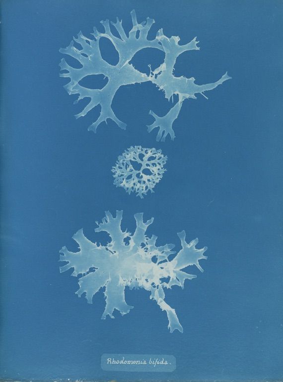 Cyanotype botanical illustration of *Rhodomeria bifida* algae specimens.