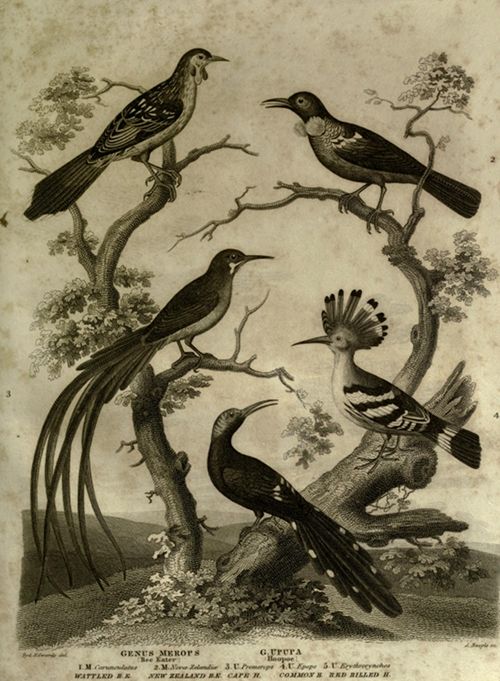 Vintage black and white illustration of five different bird species arranged around a central tree-like structure.