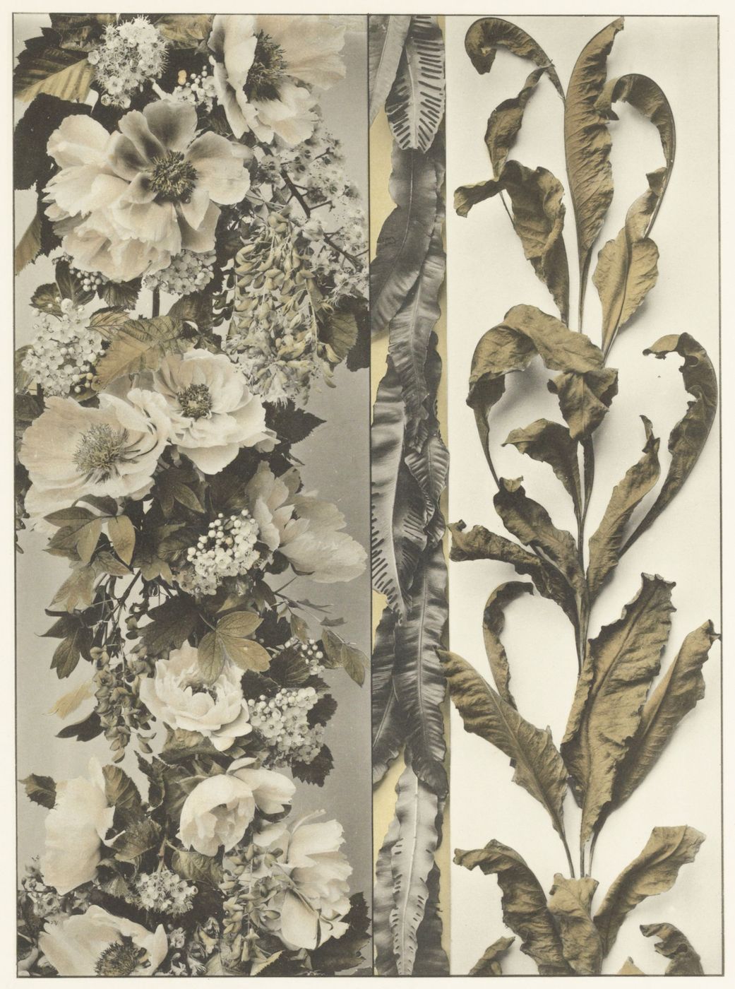 A vintage-style floral and botanical design divided into two vertical panels. The left panel features a dense arrangement of roses and small white flowers, while the right panel showcases tall, slender plants with elongated leaves.