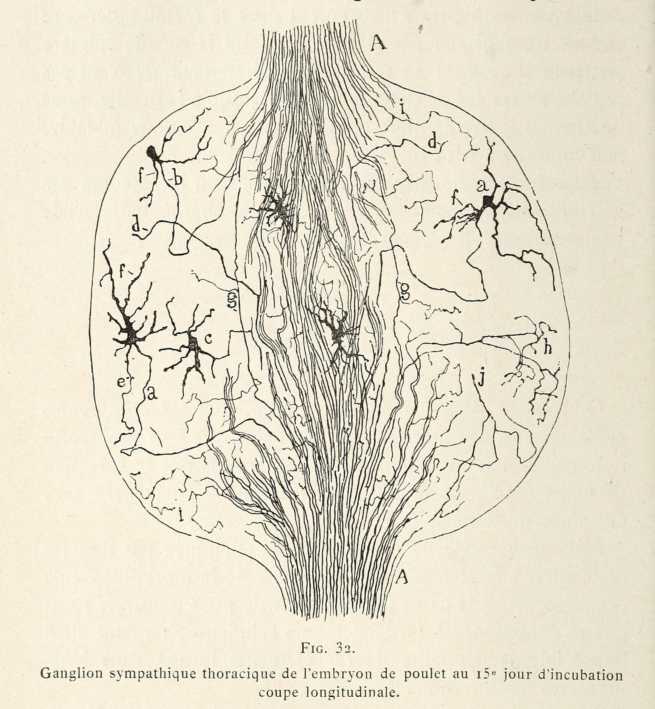 Detailed biological illustration of a chicken embryo's thoracic sympathetic ganglion at 15 days of incubation, shown in longitudinal section.