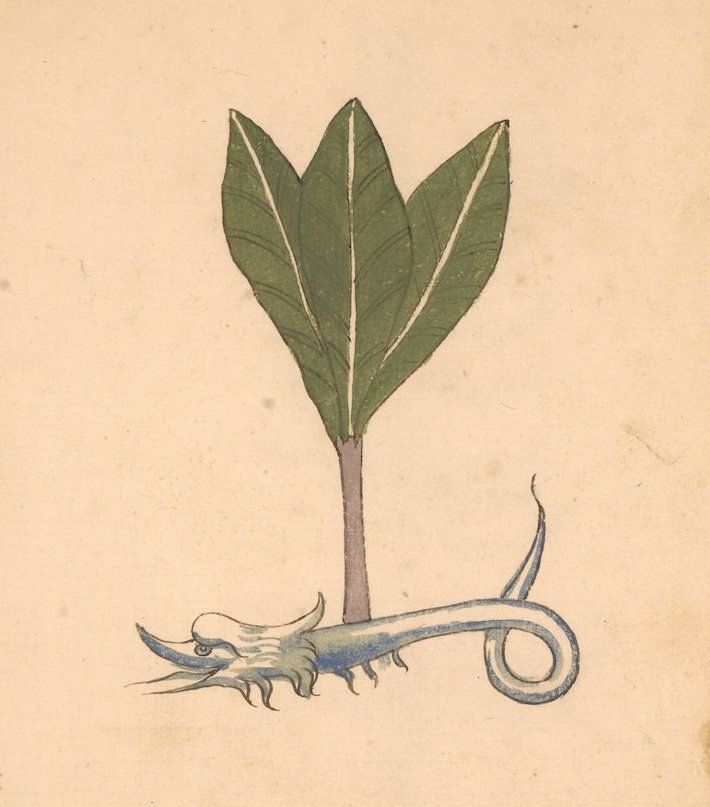 Vintage botanical illustration of a plant with a dragon-like root system.