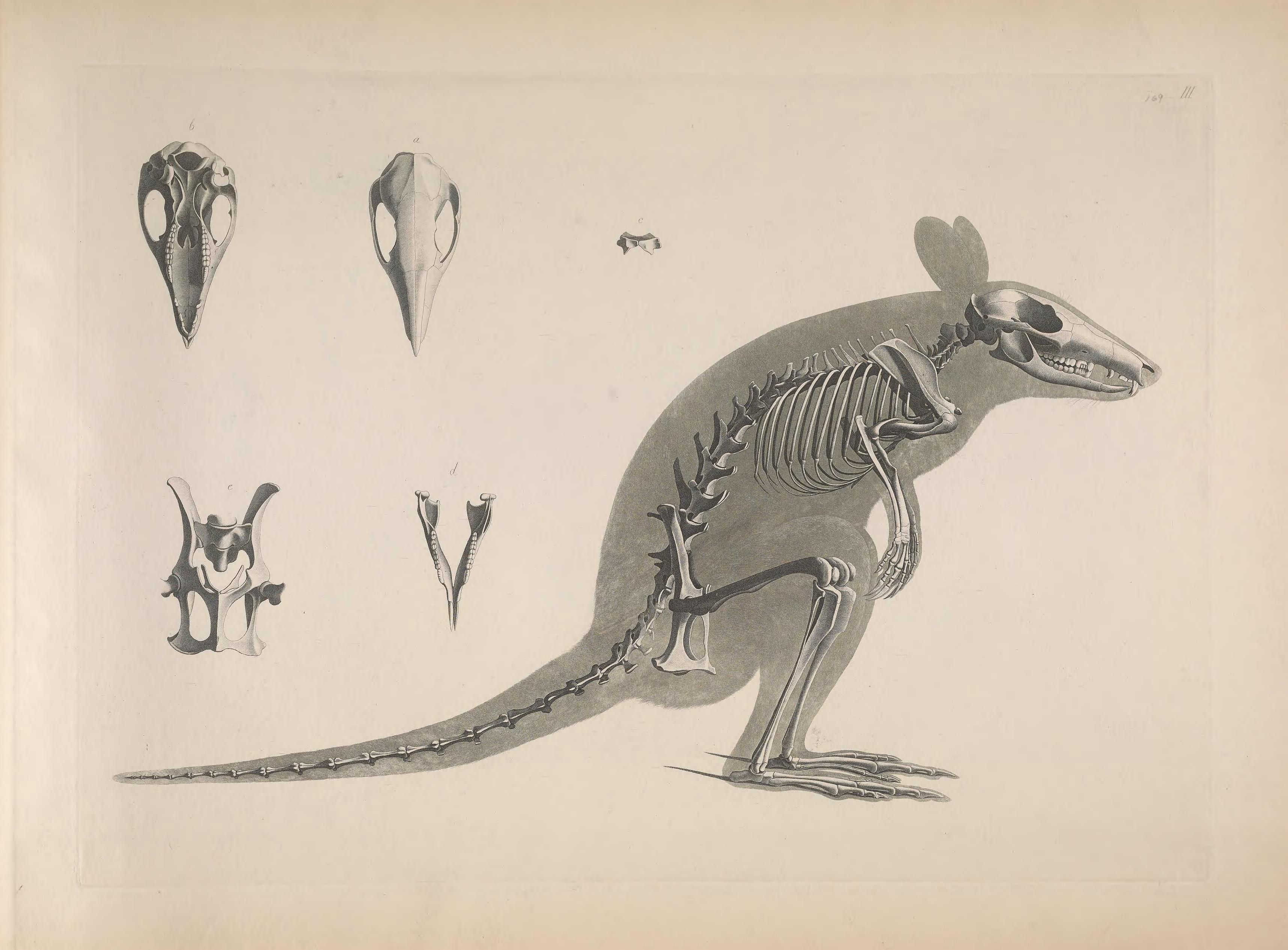 Vintage anatomical illustration of a marsupial skeleton with detailed skull and bone structure.