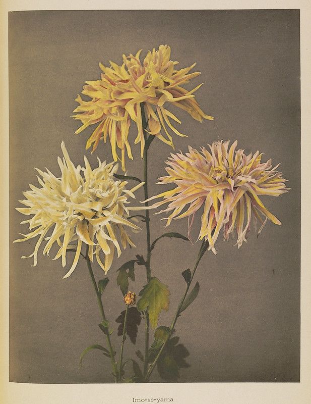 Vintage botanical illustration of a pale yellow chrysanthemum labeled 'Imo-se-yama'.