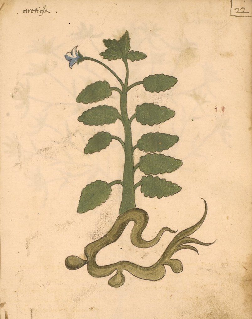 A vintage botanical illustration of a plant with a detailed root system, stem, leaves, and a small blue flower, on aged paper.