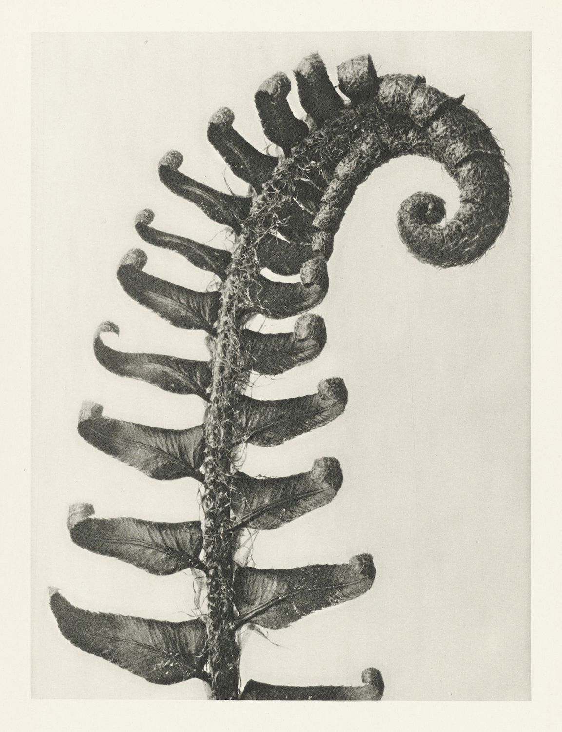 A vintage black and white photograph of a young fern frond, tightly coiled at the top and gradually unfurling downwards.