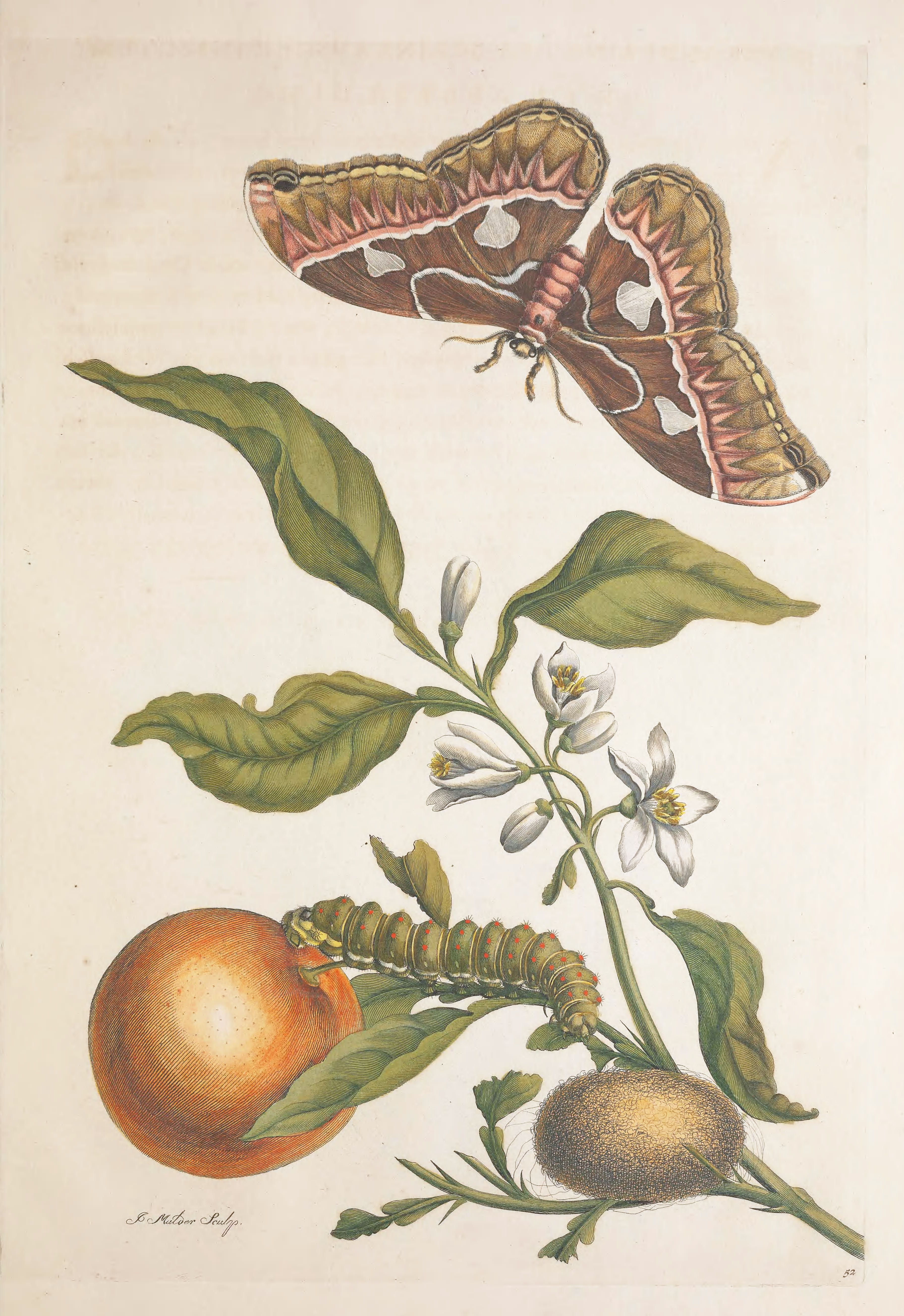 Vintage botanical illustration of a moth, caterpillar, pupa, orange, leaves, and flowers.