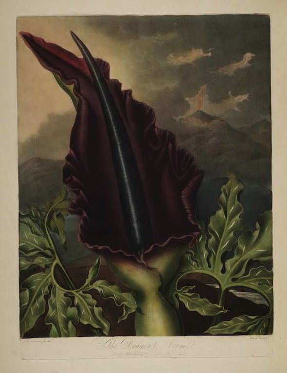 Botanical illustration of a voodoo lily (Amorphophallus titanum) in full bloom, with a dark burgundy flower and large, green leaves.