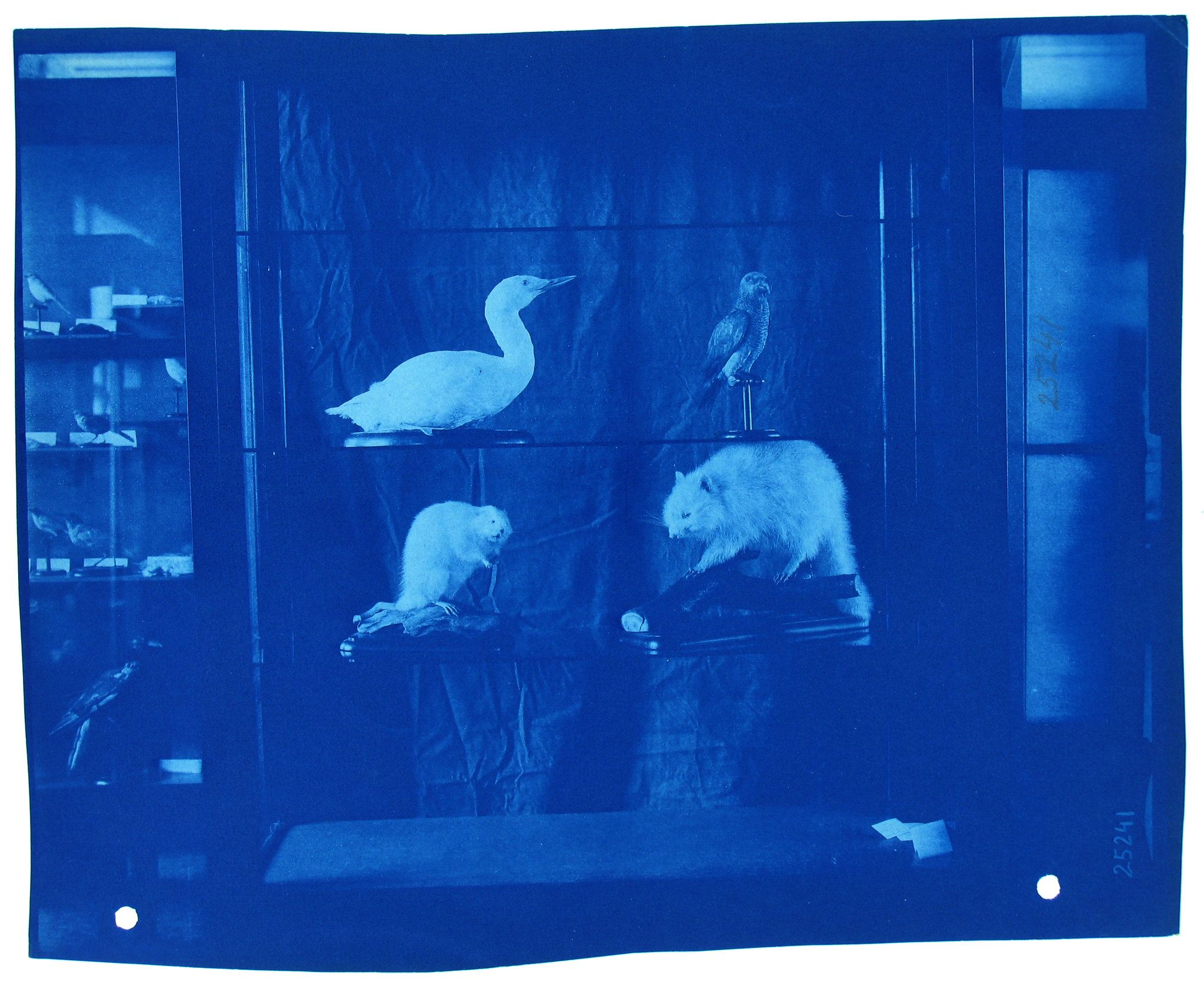 A cyanotype photograph of a display case filled with taxidermied animals, including a white bird and two opossums.