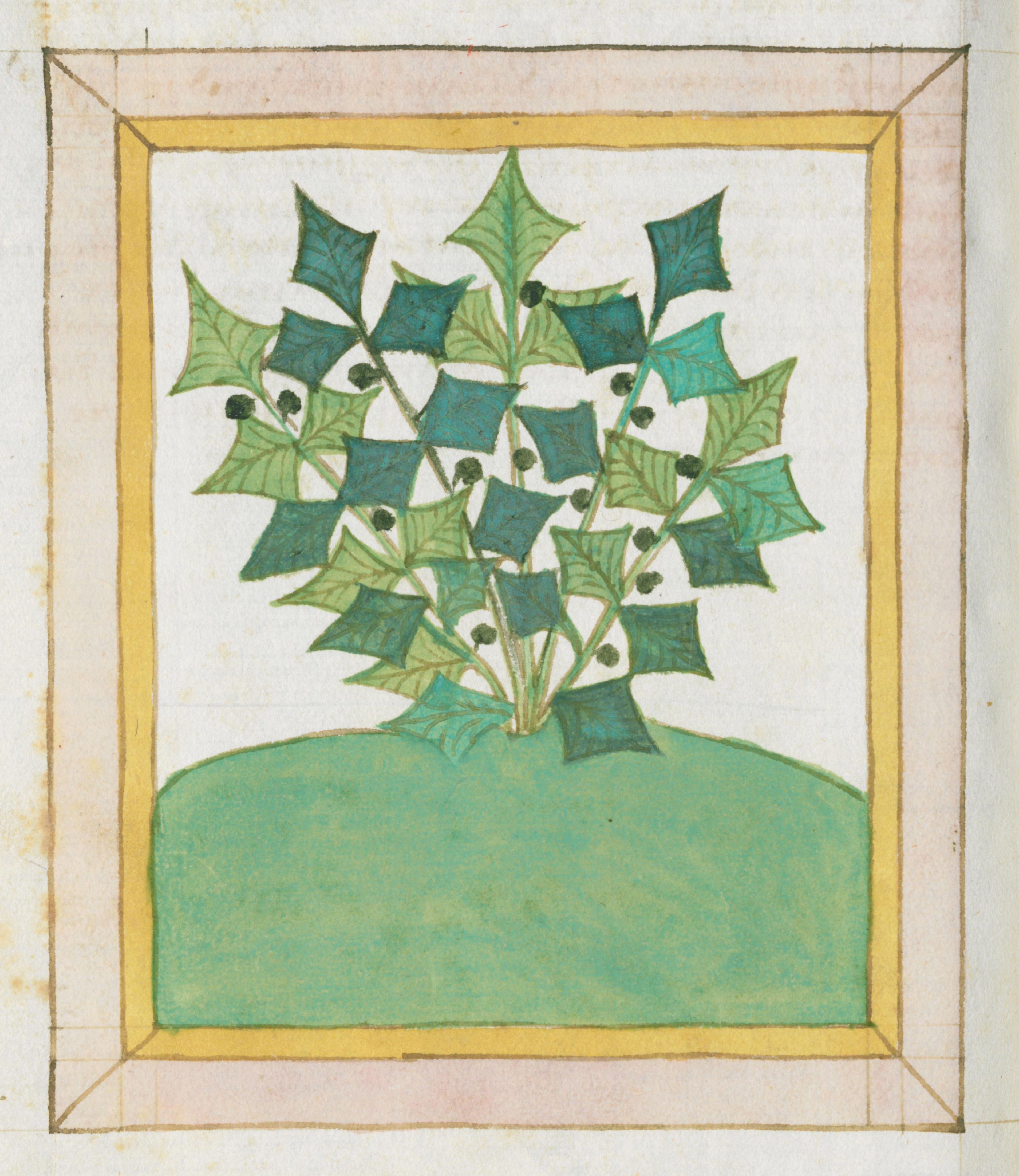 A botanical illustration of a plant with green leaves and dark berries, framed by a golden-yellow border.