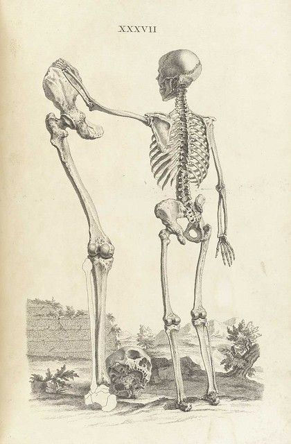 Vintage anatomical illustration of a human skeleton with a detached leg and foot, and a separate skull on a landscape background.