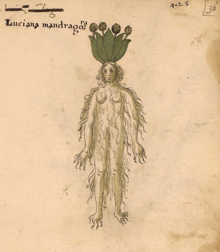 Antique illustration of a mandrake root, depicted as a human-like figure with roots and leaves.