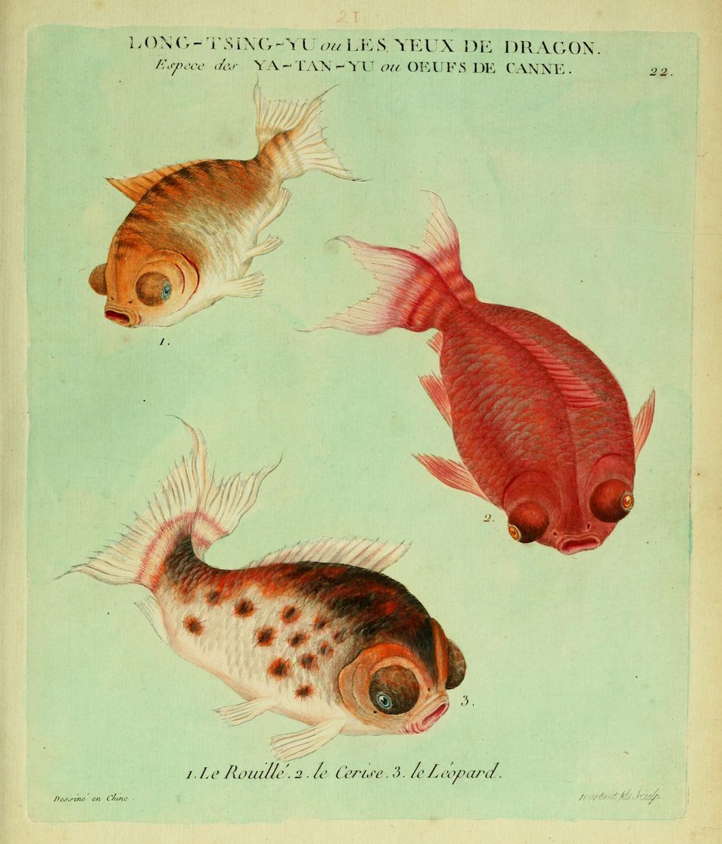 Vintage illustration of three fish with French labels.