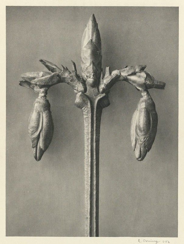 A vintage black and white photograph of a plant stem with several buds.