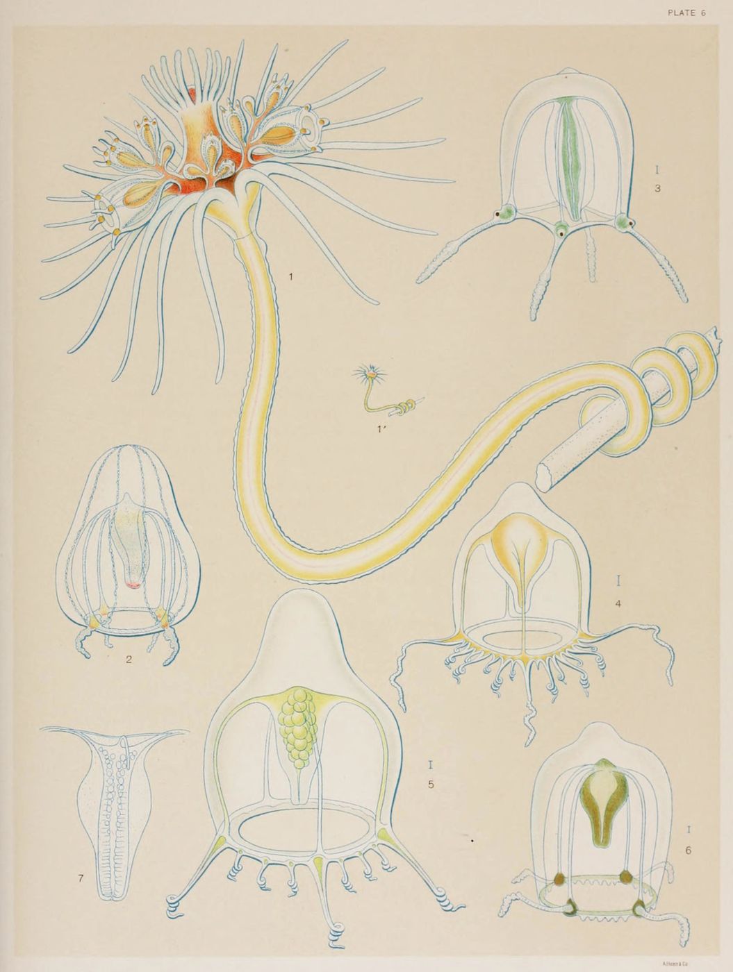 Vintage scientific illustration of a sea creature with detailed line drawings and labeled diagrams.