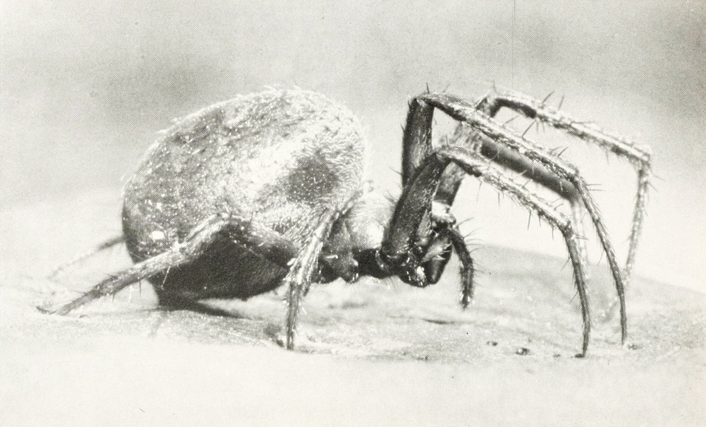 Close-up black and white photograph of a spider with a fuzzy body and eight legs.
