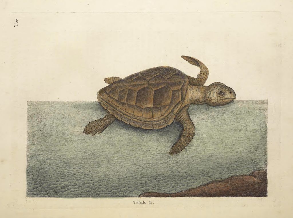 Vintage illustration of a turtle swimming in water near land.