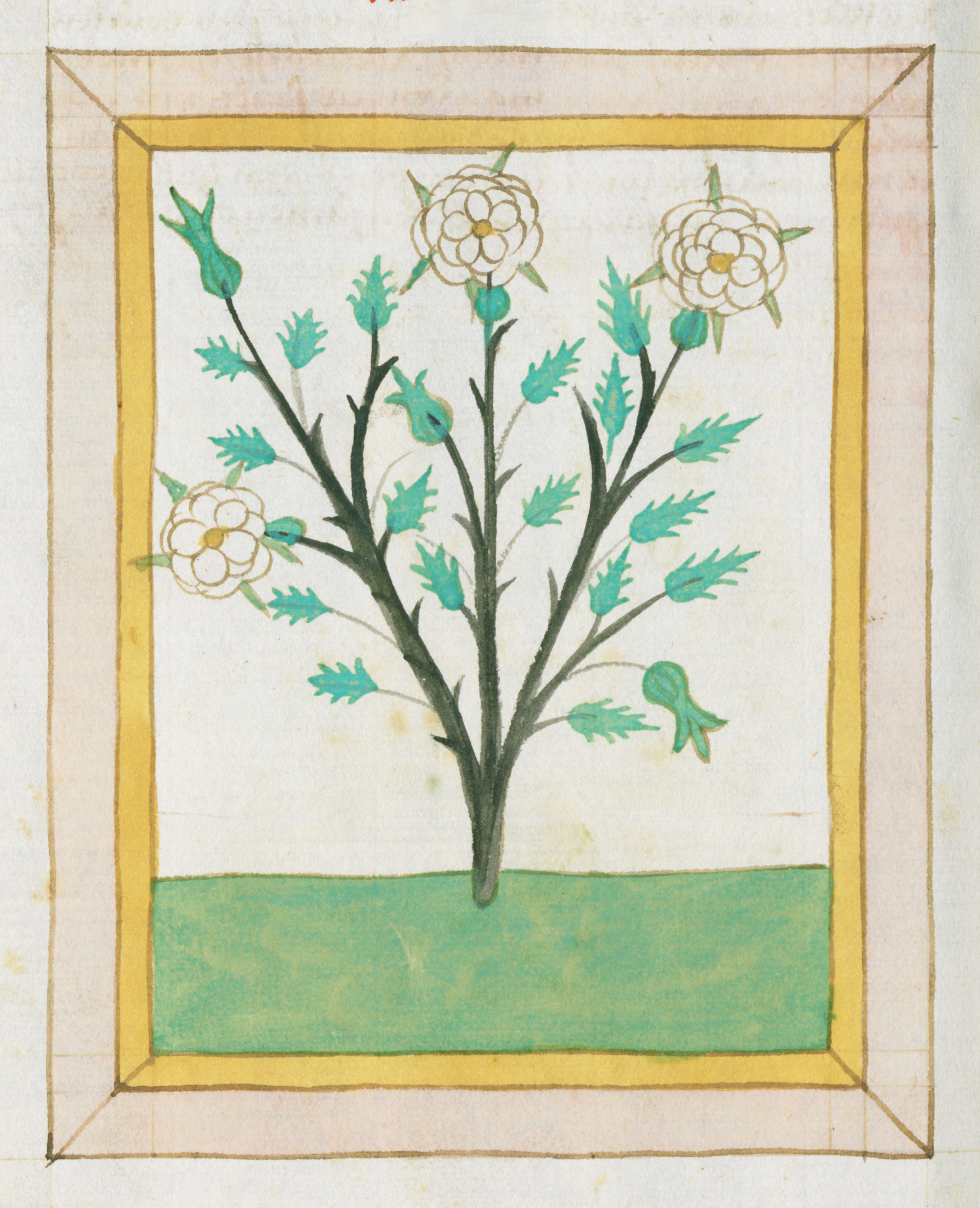 A botanical illustration of a plant with turquoise foliage and pale yellow flowers, framed by a double border of golden yellow.