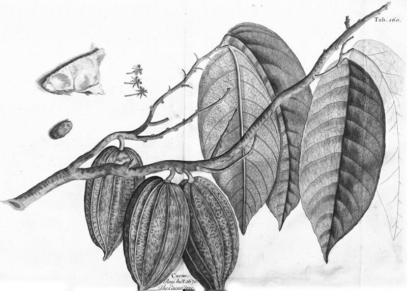 Detailed botanical illustration of a cacao plant with branches, leaves, pods, flowers, and seeds.