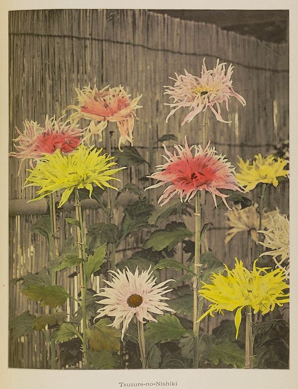 Vintage botanical illustration of chrysanthemums in pink, white, and yellow against a bamboo fence.