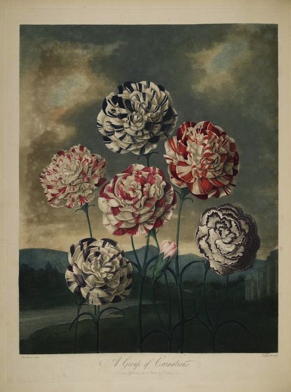 A vintage botanical illustration of a group of carnations with red and white striped petals, set against a muted landscape background.