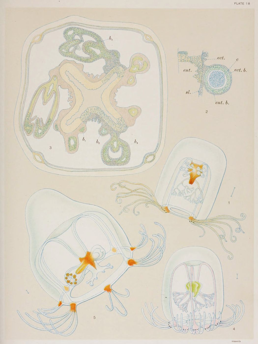 Vintage scientific illustration of microscopic organisms or cellular structures, labeled 'Plate 18'.