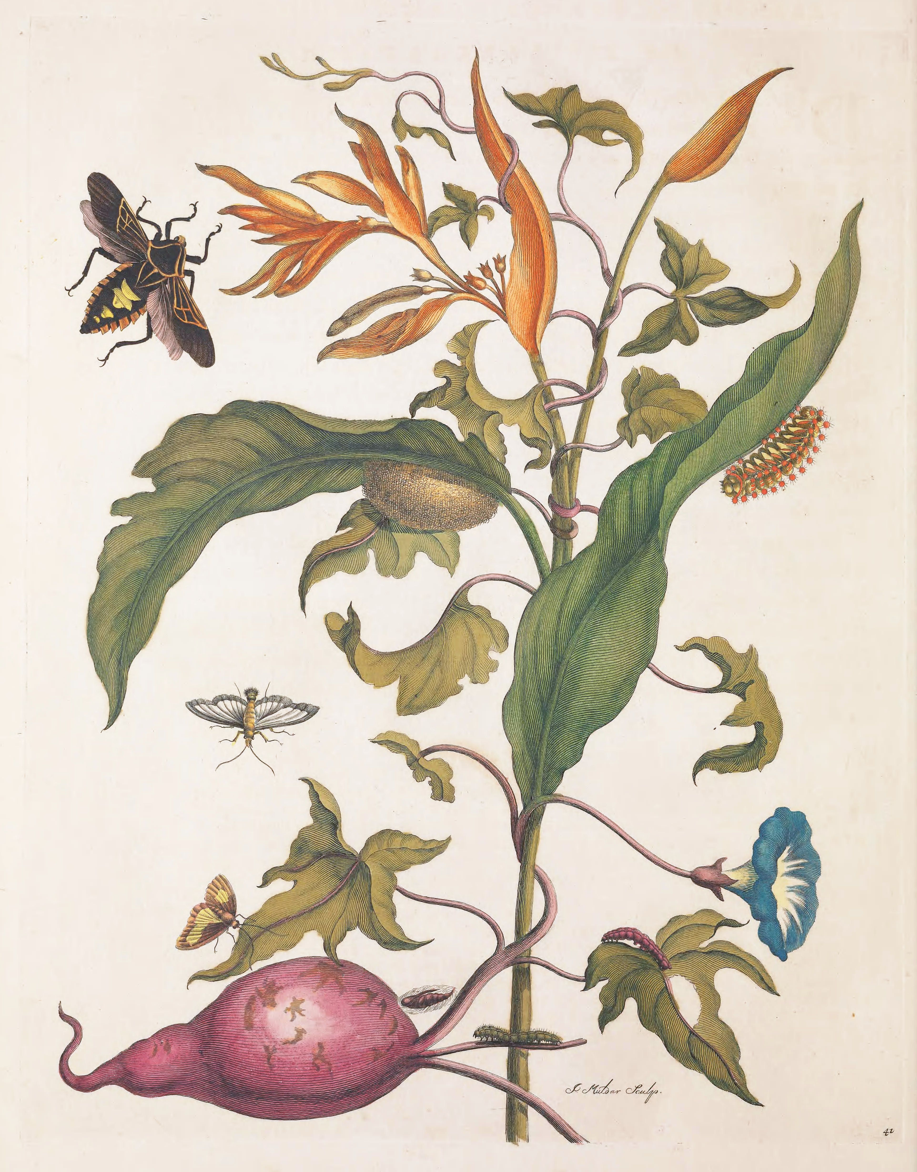 Botanical illustration of a beet plant with root, leaves, flowers, and insects.